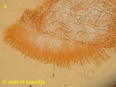 Hyalopeziza millepunctata - himenij