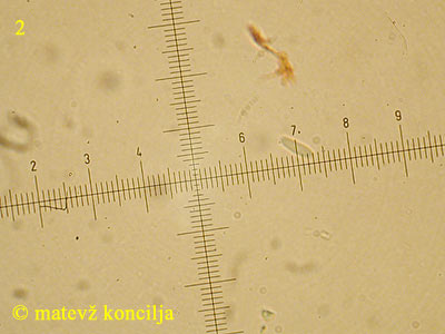 Hyalopeziza millepunctata - tros