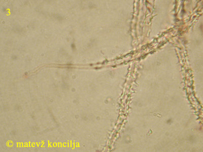 Flagelloscypha minutissima - lasi