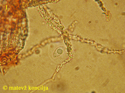 Flagelloscypha minutissima - tros