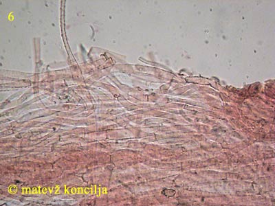 Inocybe mixtilis - HDS