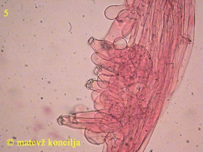 Inocybe mixtilis - Kaulozystiden