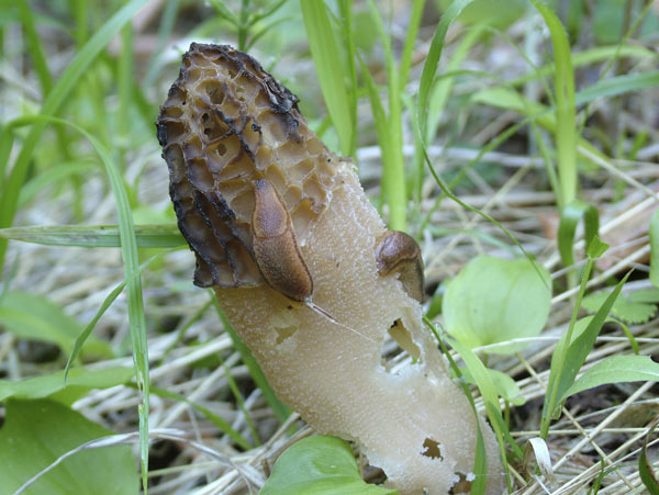 Morchella elata