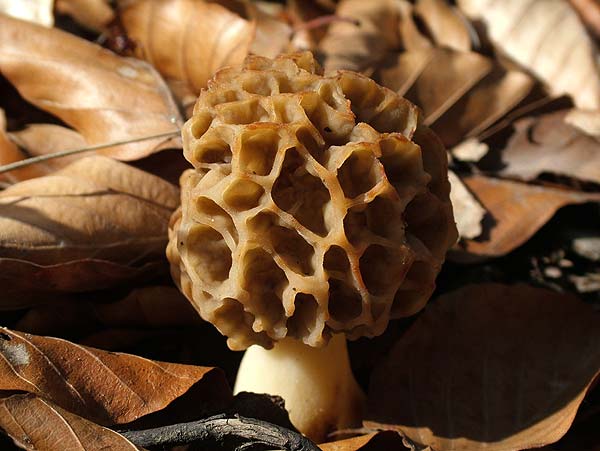 morchella esculenta