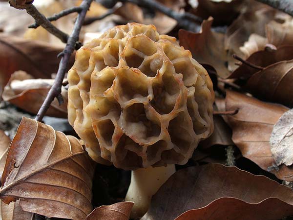 morchella esculenta