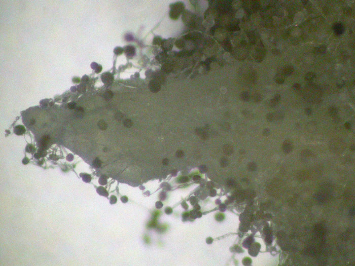 Mucor cf. racemosus - Traubiger Kopfschimmel