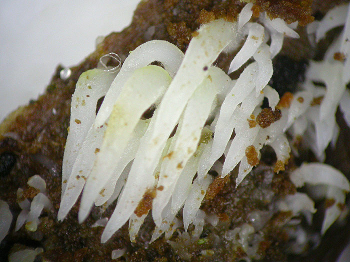 Mucronella bresadolae