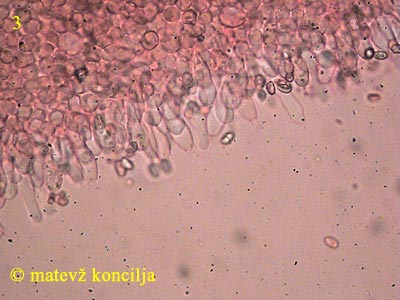 Volvariella murinella - Lamellenschneide