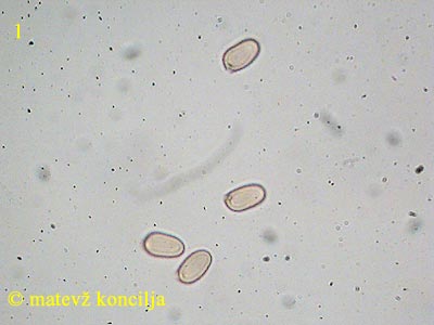 Volvariella murinella - Sporen