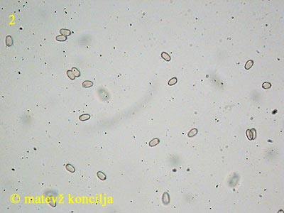 Volvariella murinella - Sporen