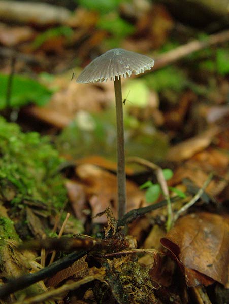 mycena abramsii