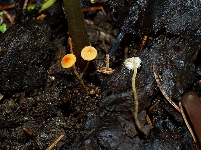 Mycena acicula - Orangeroter Helmling