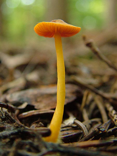 mycena aurantiomarginata