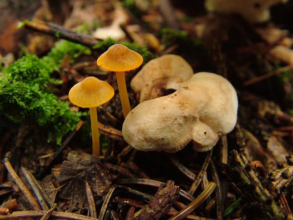 mycena aurantiomarginata