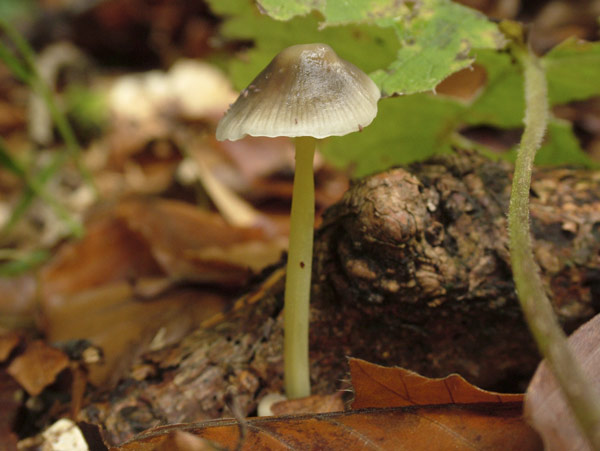 mycena epipterygia