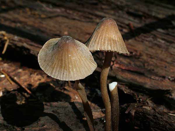 mycena galopus