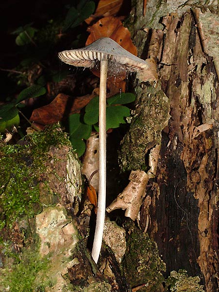 mycena polygramma