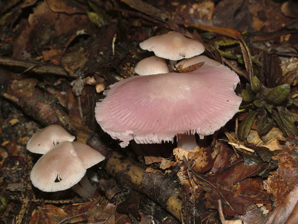 mycena rosea