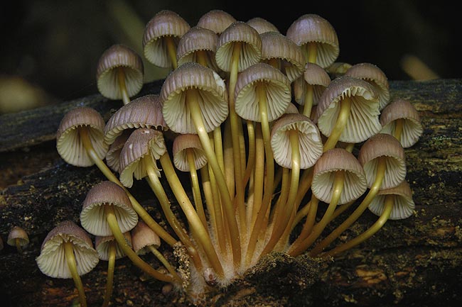 mycena renati