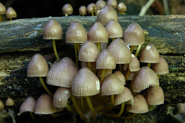 mycena renati