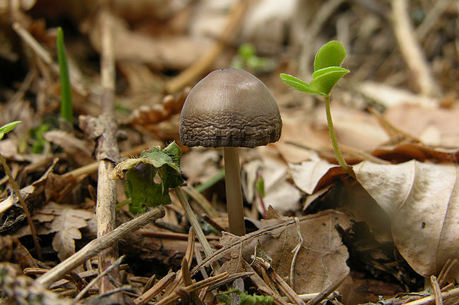 Mycena strobilicola