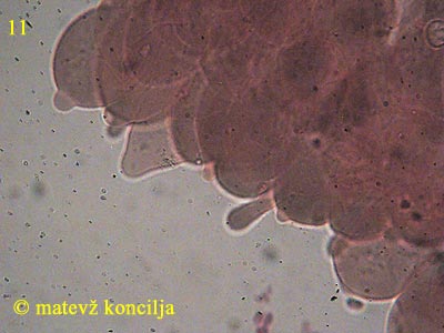 Pluteus nanus - HDS