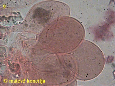 Pluteus nanus f. nanus - HDS