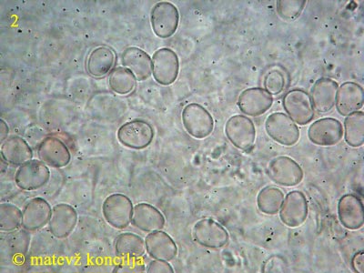 pluteus nanus f. nanus - trosi