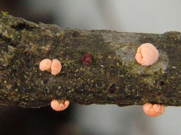 nectria cinnabarina