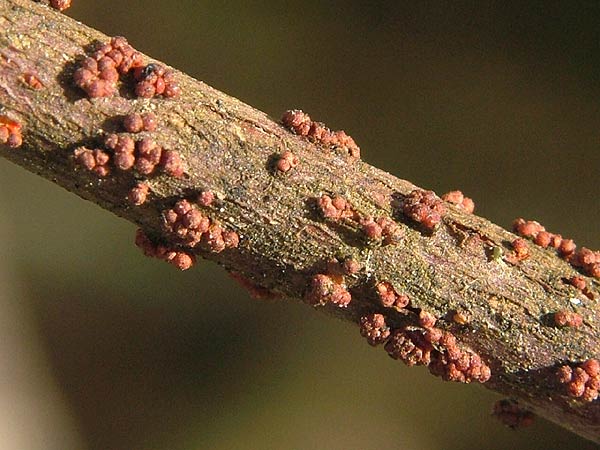 nectria cinnabarina