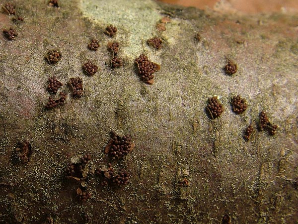 nectria coccinea