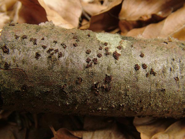 nectria coccinea