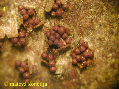 nectria coccinea - povečana slika peritecijev