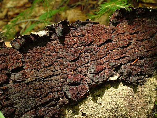 nectria cosmariospora