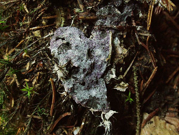 Nectriopsis violacea