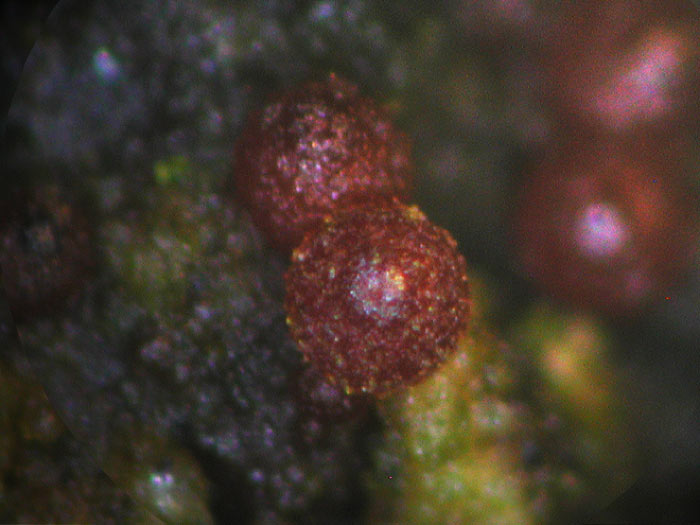 Neonectria ditissima - Gallischer Pustelpilz