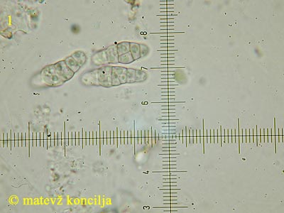 Capronia nigerrima - Sporen