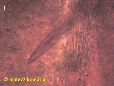 inonotus nodulosus - seta