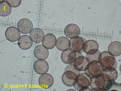 Physarum nutans - trosi