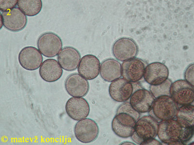 Physarum nutans - trosi