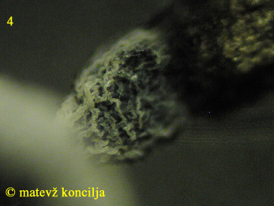 Physarum nutans - bet