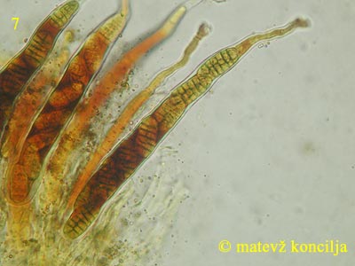 Cucurbitaria obducens - aski