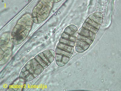 Cucurbitaria obducens - Sporen