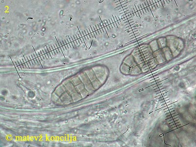 Cucurbitaria obducens - Sporen