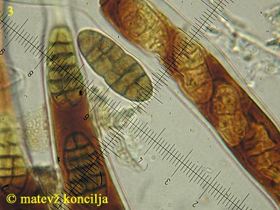Cucurbitaria obducens - Sporen