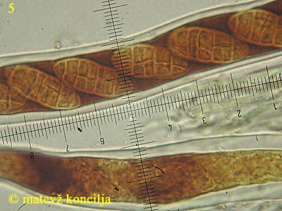 Cucurbitaria obducens - Sporen