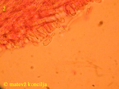 steccherinum ochraceum - bazidij