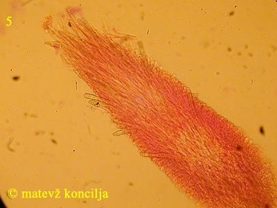 Steccherinum ochraceum - Stachelspitze