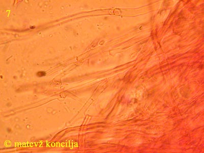 steccherinum ochraceum - generativne hife