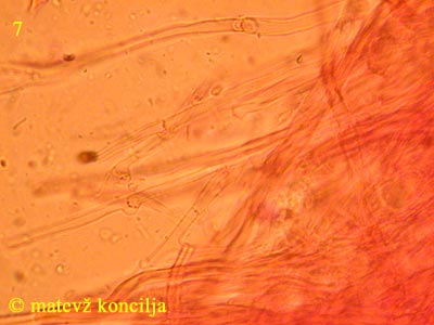 Steccherinum ochraceum - generative Hyphen